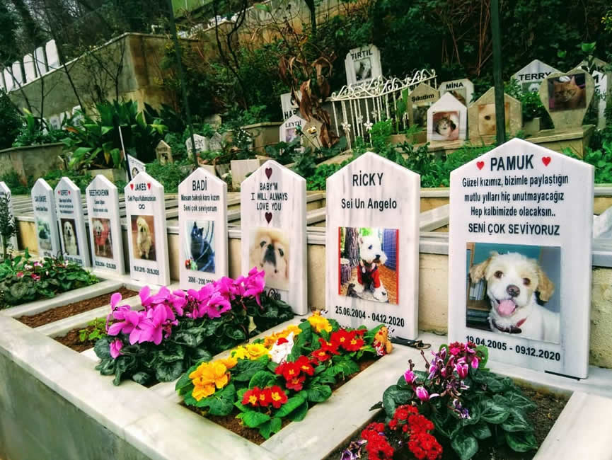 https://blog.dostumpati.com/wp-content/uploads/2025/03/pet-defin.jpg