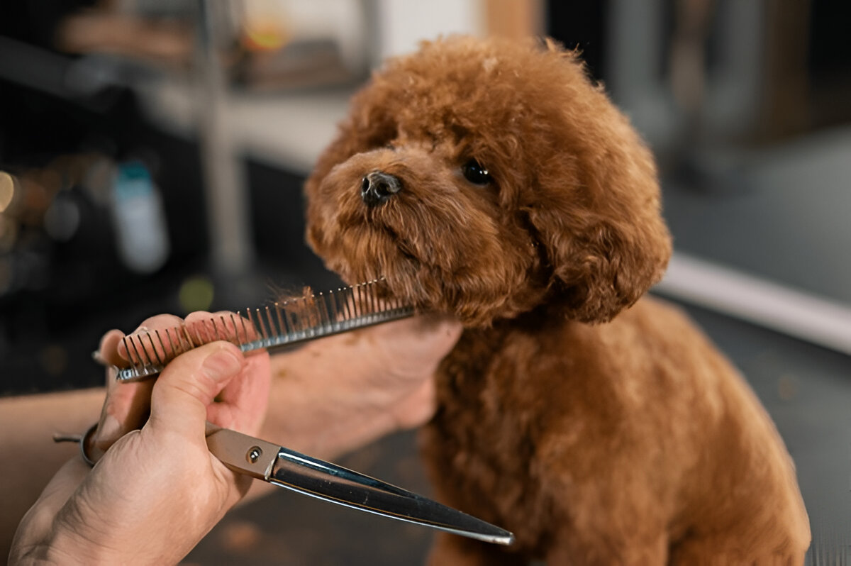 https://blog.dostumpati.com/wp-content/uploads/2025/03/pet_kuafor.jpg